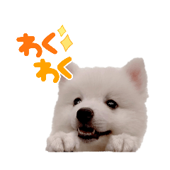 [LINEスタンプ] 日本スピッツのましろ〜赤ちゃん編〜の画像（メイン）
