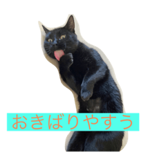 [LINEスタンプ] とんちゃん一家 ネコ的なブルー