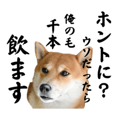 [LINEスタンプ] 柴犬こむぎとボクの三浦半島⑤