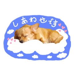 [LINEスタンプ] Happy♡チワックス