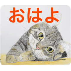 [LINEスタンプ] おおさかねこちゃん6