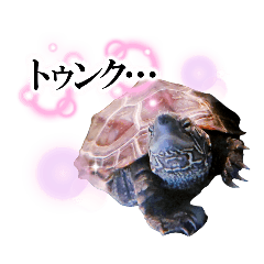 [LINEスタンプ] 推し活するクサガメ軍曹