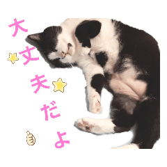[LINEスタンプ] ねこちゃんたち♡