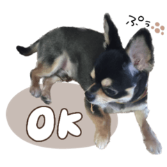 [LINEスタンプ] ぷぅ君☆deformation