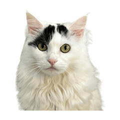 [LINEスタンプ] みるちゃんのキュートなスタンプの画像（メイン）