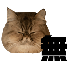 [LINEスタンプ] エキゾチック猫の一日