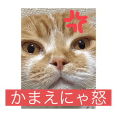 [LINEスタンプ] ちゃてんひめ