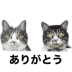 [LINEスタンプ] まるちゃん めるちゃん (日常会話)