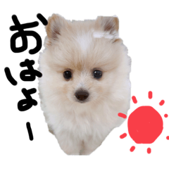 [LINEスタンプ] ポメラニアンのpuu.