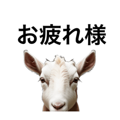 [LINEスタンプ] リアルなヤギで会話の画像（メイン）