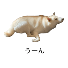 [LINEスタンプ] 犬 実写 2