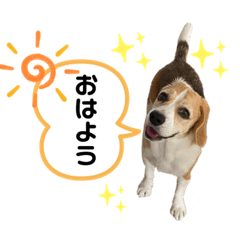 [LINEスタンプ] ビーグルジオンの日常スタンプ