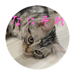 [LINEスタンプ] ルッカ(猫 )のスタンプ第三弾〜第四弾