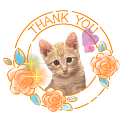 [LINEスタンプ] 我が家のにゃんにゃん三重奏2