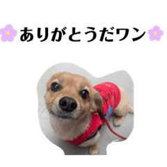 [LINEスタンプ] 買ってくれワン