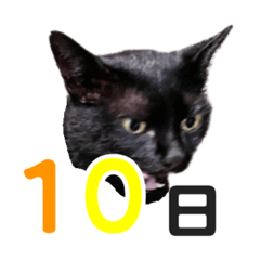 [LINEスタンプ] 黒猫ぐー姫カレンダー（前半）