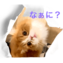 [LINEスタンプ] ミヌエットのぽてと