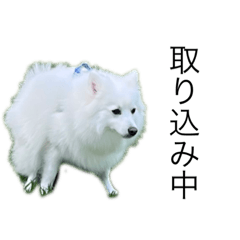 [LINEスタンプ] 日本スピッツのりき