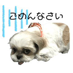[LINEスタンプ] めめわん2