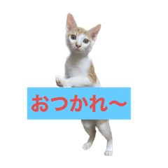 [LINEスタンプ] 保護猫 きなこ 日常使えるスタンプ