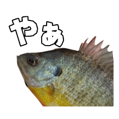 [LINEスタンプ] リアルなブルーギル