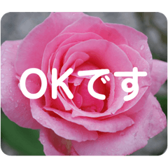 [LINEスタンプ] 高画質お花の写真スタンプの画像（メイン）