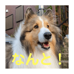 [LINEスタンプ] むらよし_シェルティ_2
