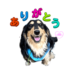 [LINEスタンプ] ミニチュアダックスのカレンくん