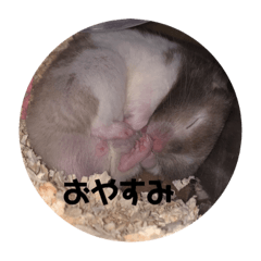[LINEスタンプ] 大福とバロくん