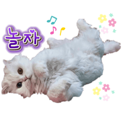 [LINEスタンプ] オッドアイの愛猫韓国語