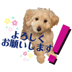 [LINEスタンプ] しぇりの挨拶