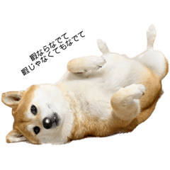 [LINEスタンプ] 柴っ子よっちゃん