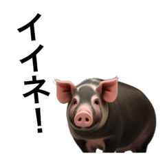 [LINEスタンプ] リアルなブタさんで会話の画像（メイン）