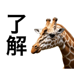 [LINEスタンプ] リアルなキリンで会話の画像（メイン）