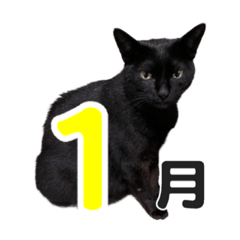 [LINEスタンプ] 黒猫ぐー姫のカレンダー（月と春夏秋冬）