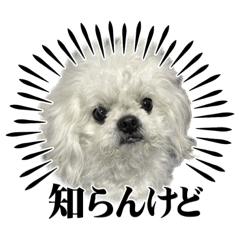 [LINEスタンプ] おやすちゃん