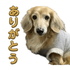 [LINEスタンプ] 鬼カワダックス犬ココちゃんスタンプ