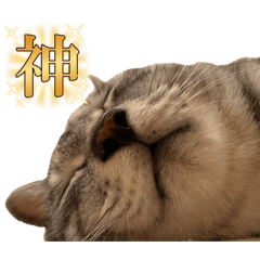 [LINEスタンプ] ぎんたまの日常