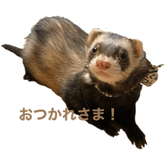 [LINEスタンプ] ぼく、たぬきち！②