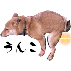 [LINEスタンプ] しばいぬこむぎ3