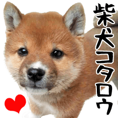 [LINEスタンプ] 柴犬コタロウ(子犬編)