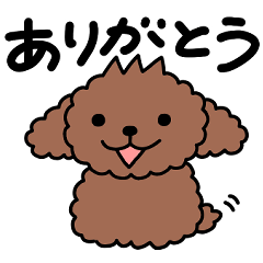 [LINEスタンプ] 見やすい！毎日使えるかわいいトイプードル