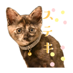 [LINEスタンプ] さび猫 Mimiスタンプ