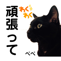 [LINEスタンプ] クロ＆ハッチ お友達   (べべ＆玉三郎)弍