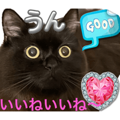 [LINEスタンプ] 黒猫 ルナ院長114にゃんめ