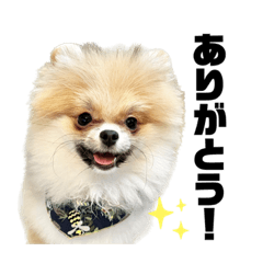 [LINEスタンプ] ポメラニアンのたぬきち②