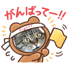 [LINEスタンプ] 保護猫達のスタンプ (日常使える)