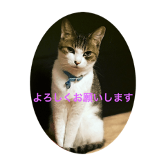 [LINEスタンプ] 桜姐さんと仲間たち
