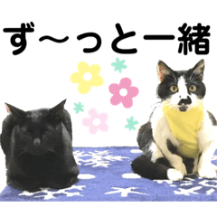 [LINEスタンプ] クロ＆ハッチ  その七