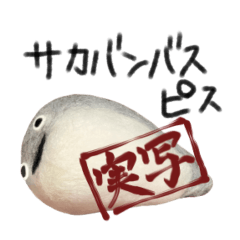[LINEスタンプ] サカバンバスピス（実写）